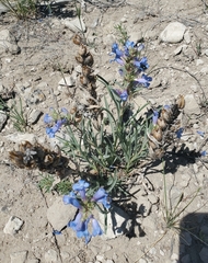Penstemon angustifolius, photograph (c) hr_dragonfly, some rights reserved (CC BY)