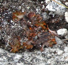 Solorina crocea