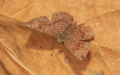 Calephelis