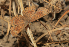 Calephelis