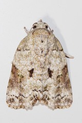 Blenina