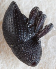 Trigonopterus