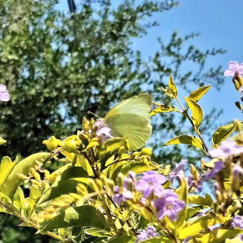 Lyside Sulphur