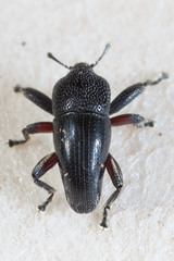 Trigonopterus hassleri
