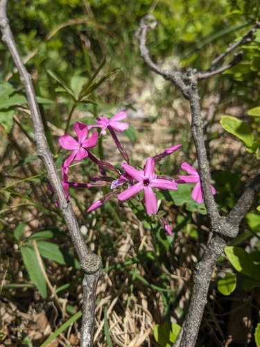 Phlox buckleyi