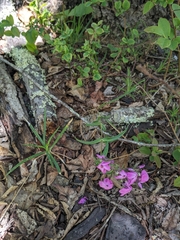 Phlox buckleyi, photograph (c) Alaina Krakowiak, some rights reserved (CC BY)