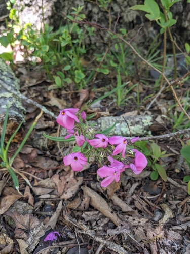 Phlox buckleyi, photograph 4