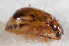 Metrioidea
