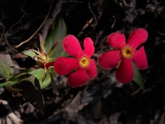 Rovaeanthus strigosus