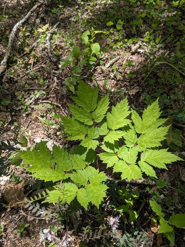 Actaea podocarpa, photograph 1