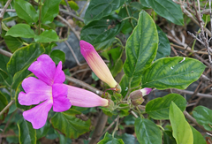 Amphilophium buccinatorium