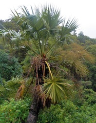 Brahea salvadorensis