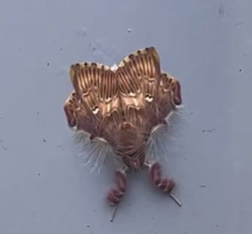 Walker's Moth