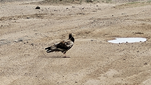 Egyptian Vulture