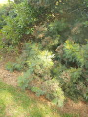 Dasineura rubiformis