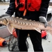Shortnose Sturgeon - Photo (c) Dean Hernandez, some rights reserved (CC BY-NC)