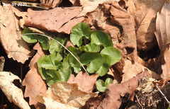 Caltha palustris