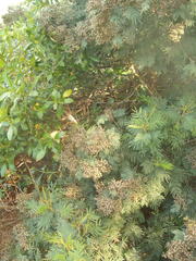 Dasineura rubiformis