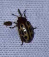 Chrysomela texana