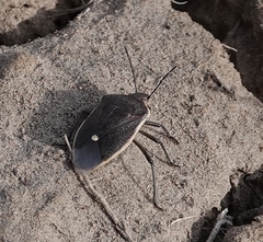Chlorochroa granulosa
