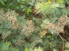 Dasineura rubiformis