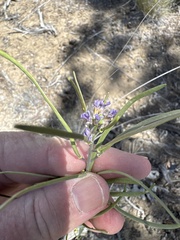 (c) Rob Santry, some rights reserved (CC BY) Boechera sparsiflora, photograph (c) Rob Santry, some rights reserved (CC BY)