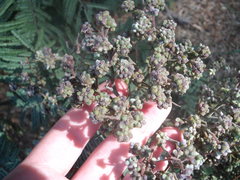 Dasineura rubiformis