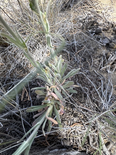 Boechera sparsiflora, photograph 6