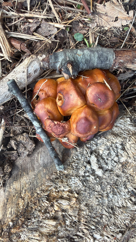 Enoki Mushroom