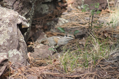 Gray-collared Chipmunk observed by cole-lang