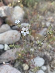 Linanthus maricopensis