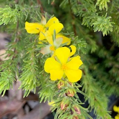 Hibbertia prostrata