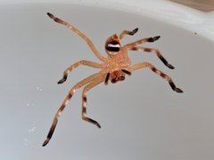 Neosparassus salacius