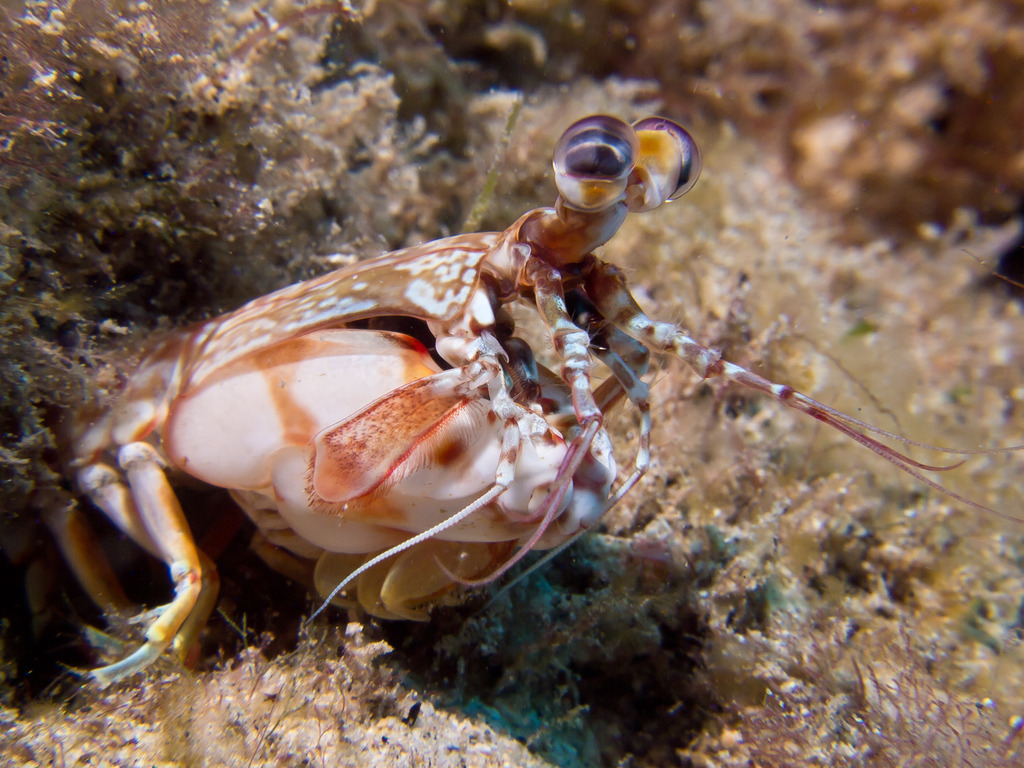 Shortnose Mantis Shrimp