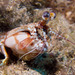 Shortnose Mantis Shrimp - Photo (c) David R, some rights reserved (CC BY-NC), uploaded by David R