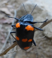 Scaphidomorphus bosci