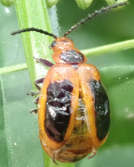 Oides dorsosignata