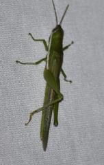 Stenacris vitreipennis