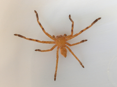 Neosparassus salacius