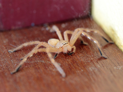 Neosparassus salacius