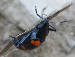 Scaphidomorphus bosci