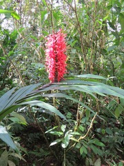 Hedychium coccineum