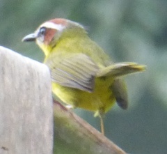 Basileuterus delattrii