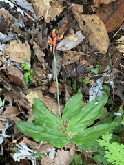 Globba atrosanguinea