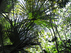 Mauritiella