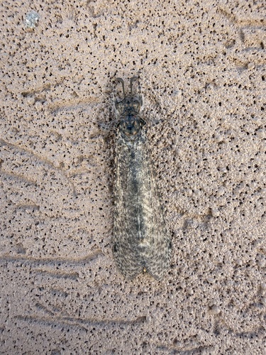 Paranthaclisis hageni