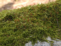 Pseudisothecium myosuroides