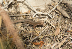 Pholidoscelis chrysolaemus