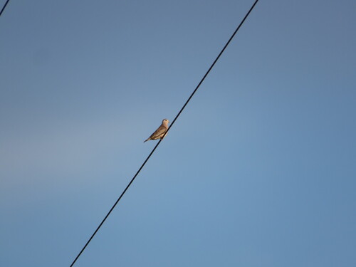 Plain-breasted Ground Dove (Columbina minuta), photo 7