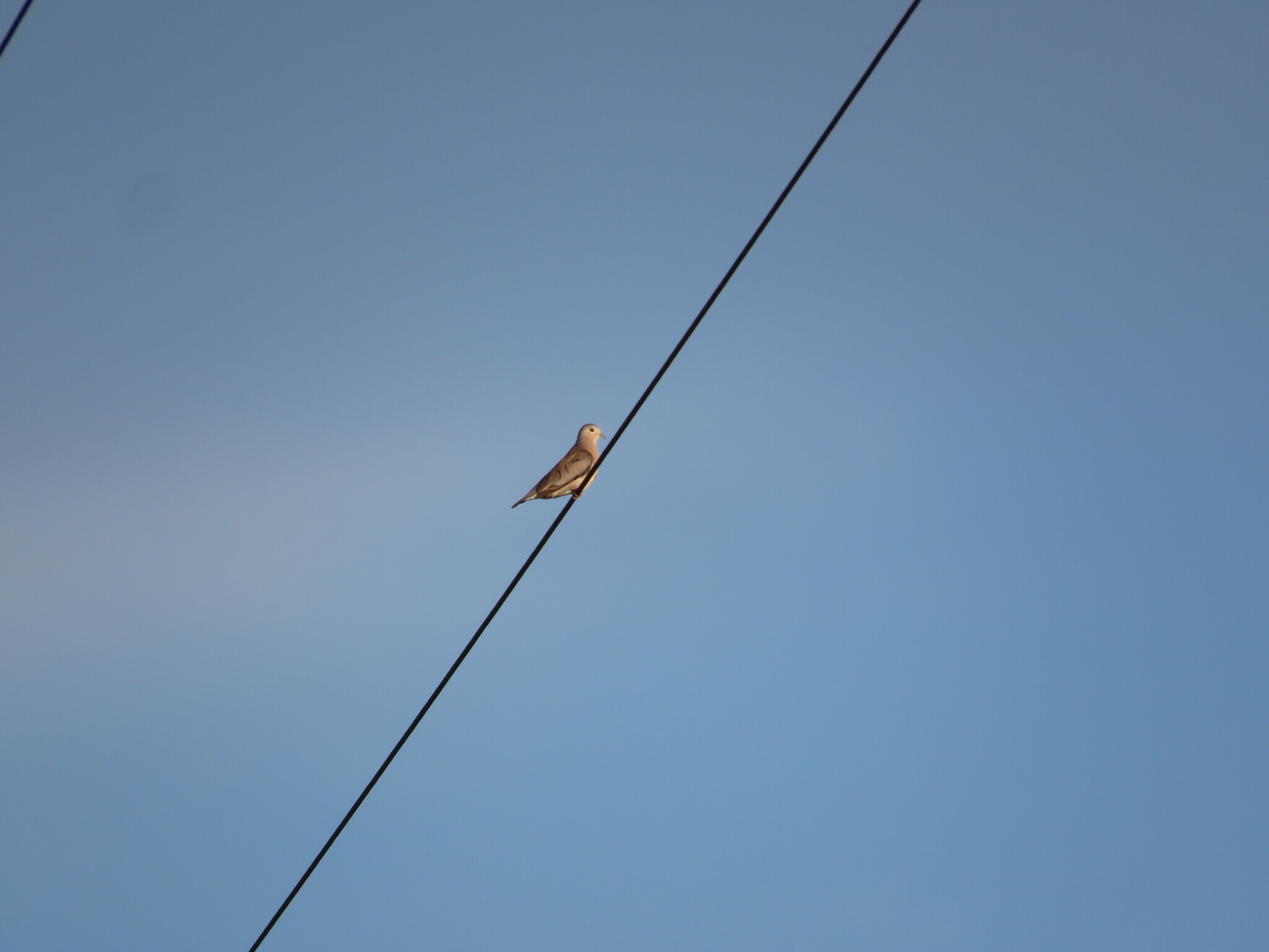 Plain-breasted Ground Dove (Columbina minuta), photo 10